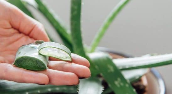 Aloe Vera