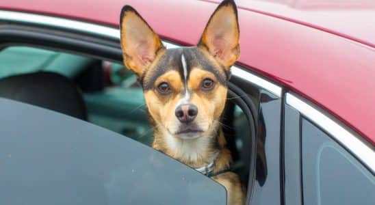 Cachorro No Carro