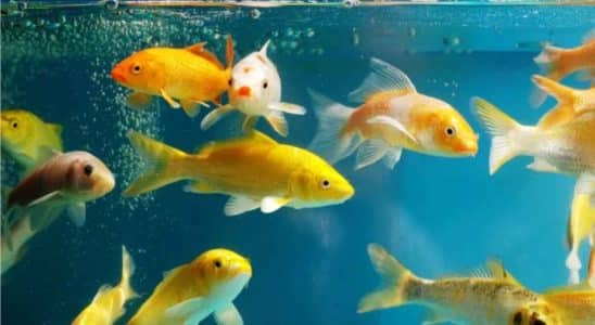 Brasil Tem 21 Milhões De Espécies De Peixes Cultivados Como Estimação