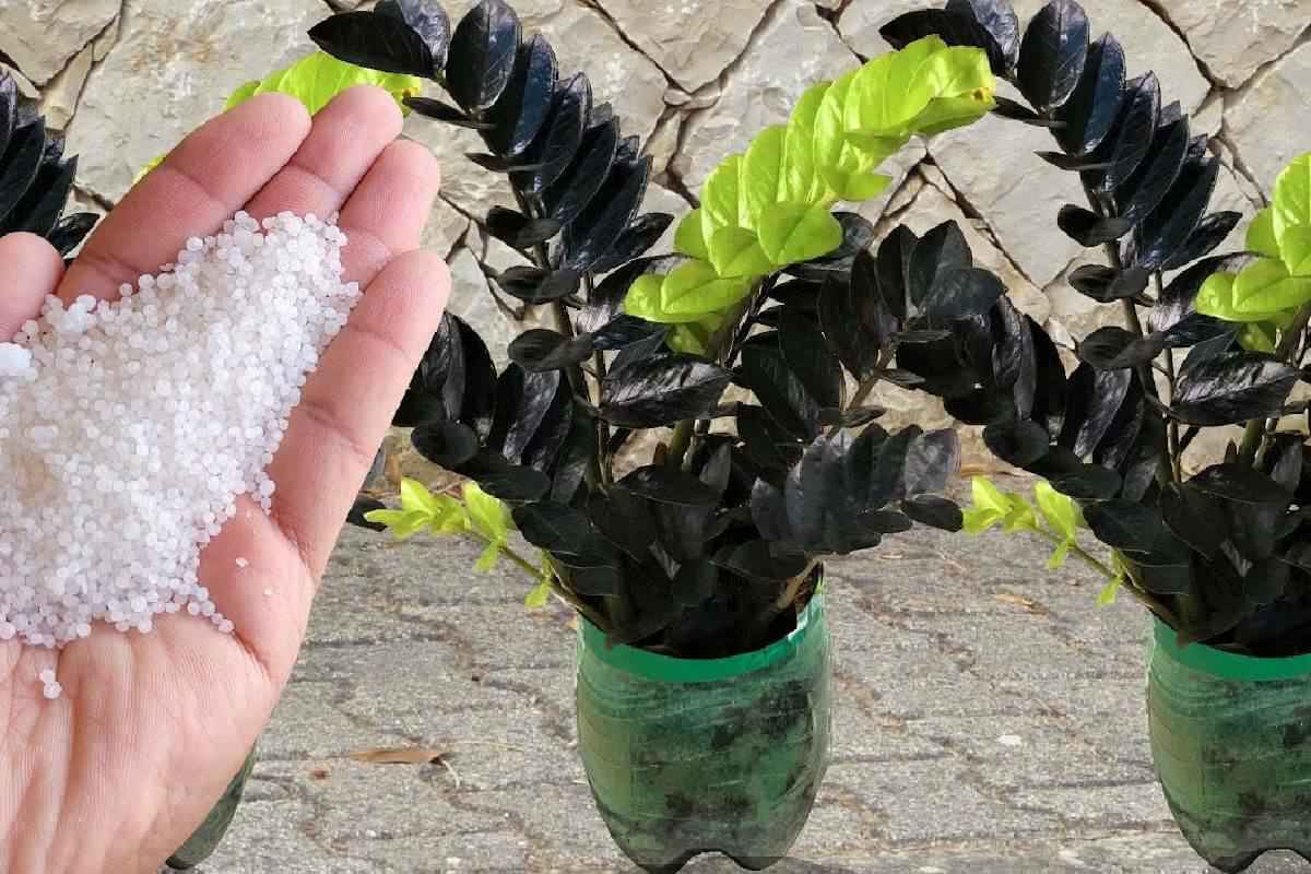 Fertilizante Caseiro Para Plantas