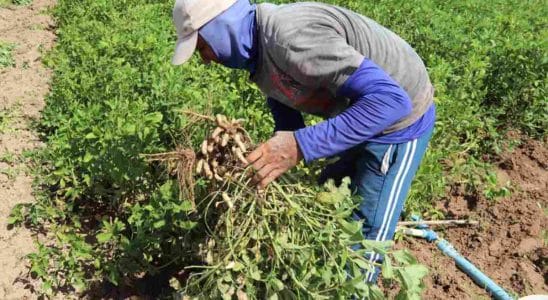 Falta De Chuva E Onda De Calor Afeta Produção De Amendoim No Estado De São Paulo