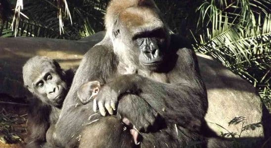 Parque Animália Park Em Cotia Vai Receber 4 Gorilas De Zoológico De Belo Horizonte 