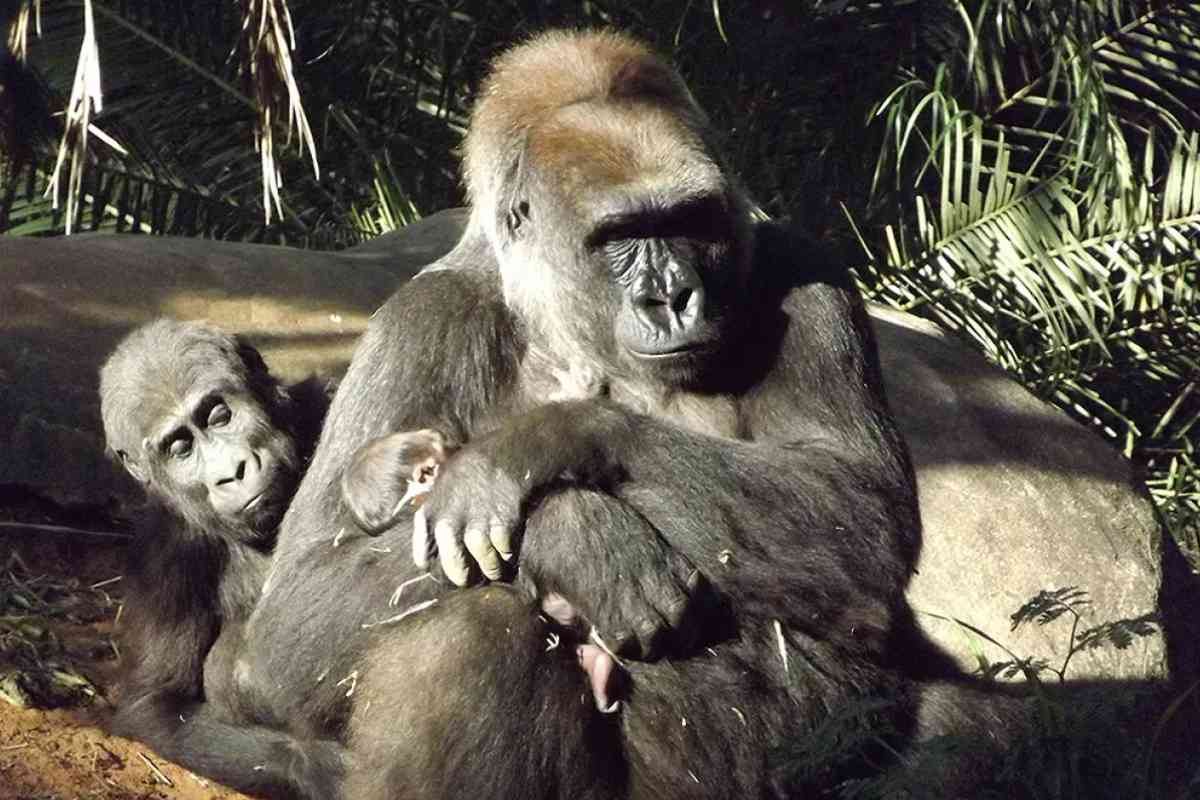 Parque Animália Park Em Cotia Vai Receber 4 Gorilas De Zoológico De Belo Horizonte 