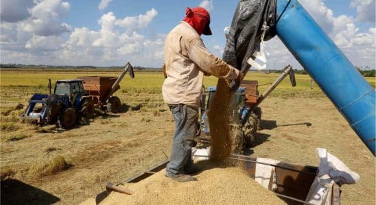 Produtores De Arroz Descartam Falta Do Produto No Brasil