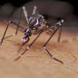 São Carlos Está Em Sinal De Alerta Com Epidemia De Dengue. Cidade Tem 14 Mil Notificações E 4 Mil Casos Confirmados
