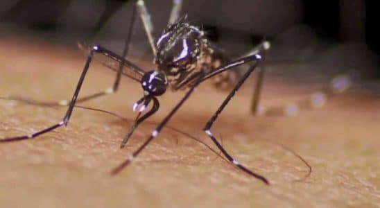 São Carlos Está Em Sinal De Alerta Com Epidemia De Dengue. Cidade Tem 14 Mil Notificações E 4 Mil Casos Confirmados