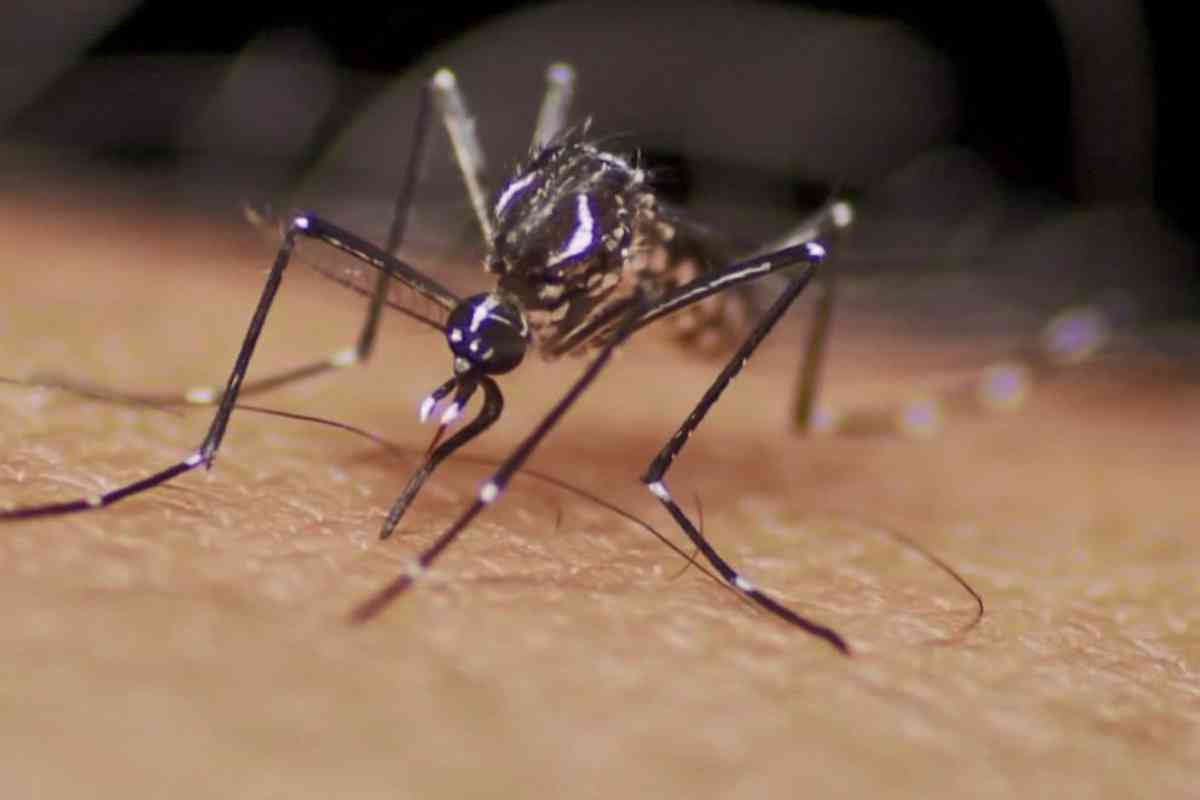 São Carlos Está Em Sinal De Alerta Com Epidemia De Dengue. Cidade Tem 14 Mil Notificações E 4 Mil Casos Confirmados