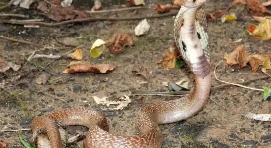 Super Venenosa, Cobra Naja Está Desaparecida Há 3 Semanas Do Instituto Butantã