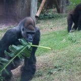 Animália Park Em Cotia Recebe 4 Gorilas E Se Torna Único Parque Reserva No Estado A Ter Gorilas