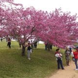 Festival Das Cerejeiras Em São Roque Começa Dia 6 De Julho E Vai Até O Dia 14 Com Cultura Pop Japonesa