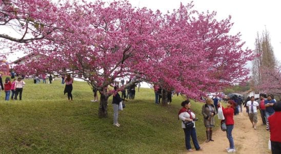 Festival Das Cerejeiras Em São Roque Começa Dia 6 De Julho E Vai Até O Dia 14 Com Cultura Pop Japonesa