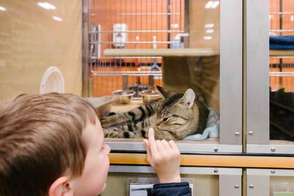 Agora É Lei Animais Não Podem Mais Ficar Expostos Em Vitrines De Petshops