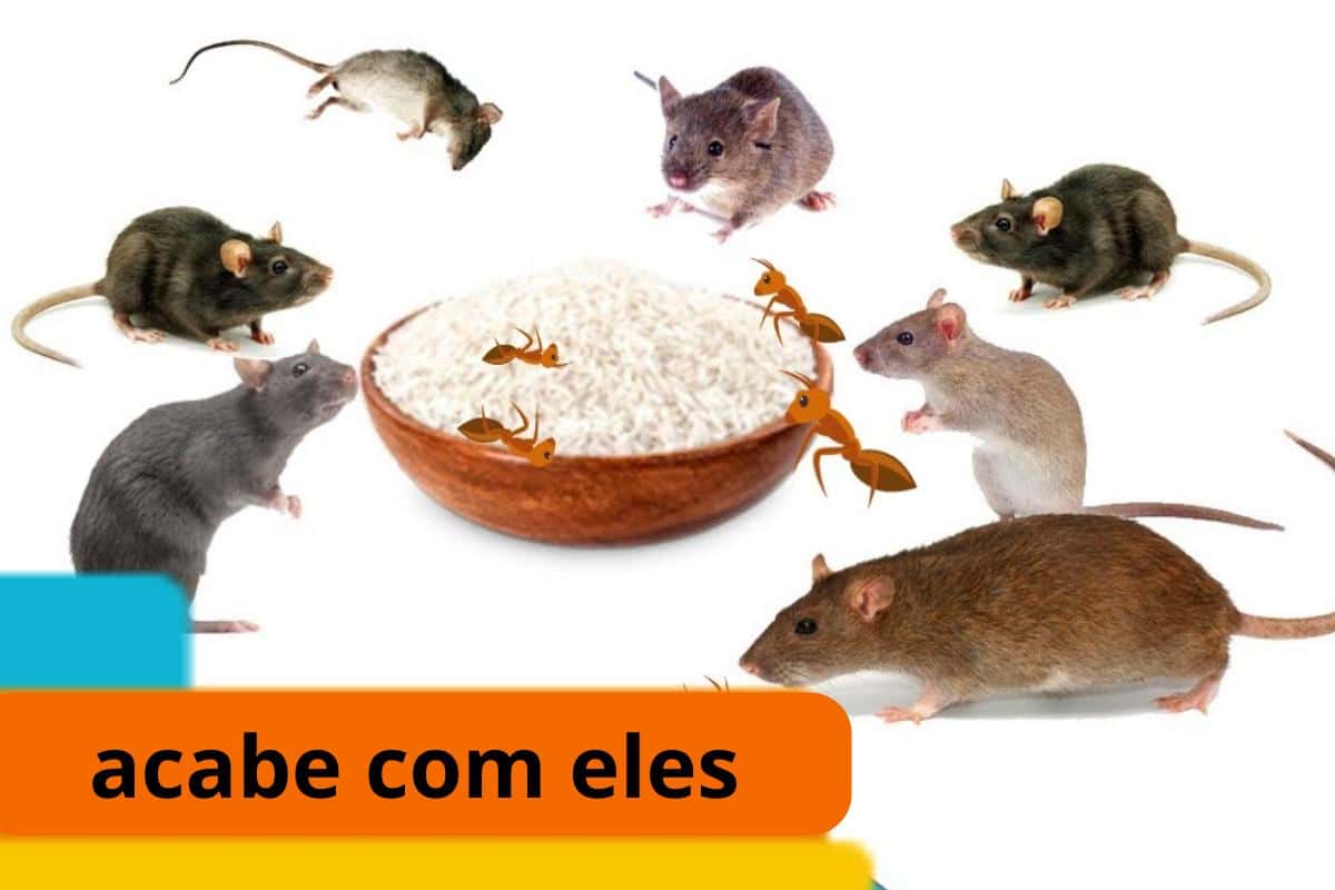 Acabar Com Os Ratos 0306