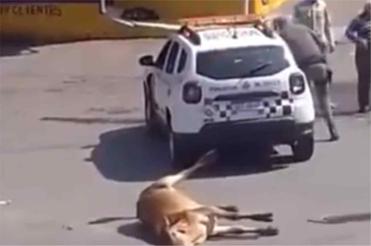 Vídeo Mostra Policial Matando Boi Agressivo A Tiros Em Sp