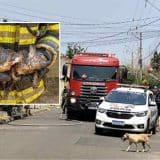 Mulher Surta E Coloca Fogo Na Própria Casa. Dois Filhotes De Gato Que Estavam No Imóvel Ficaram Que Queimaduras Graves