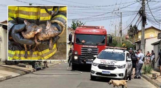 Mulher Surta E Coloca Fogo Na Própria Casa. Dois Filhotes De Gato Que Estavam No Imóvel Ficaram Que Queimaduras Graves