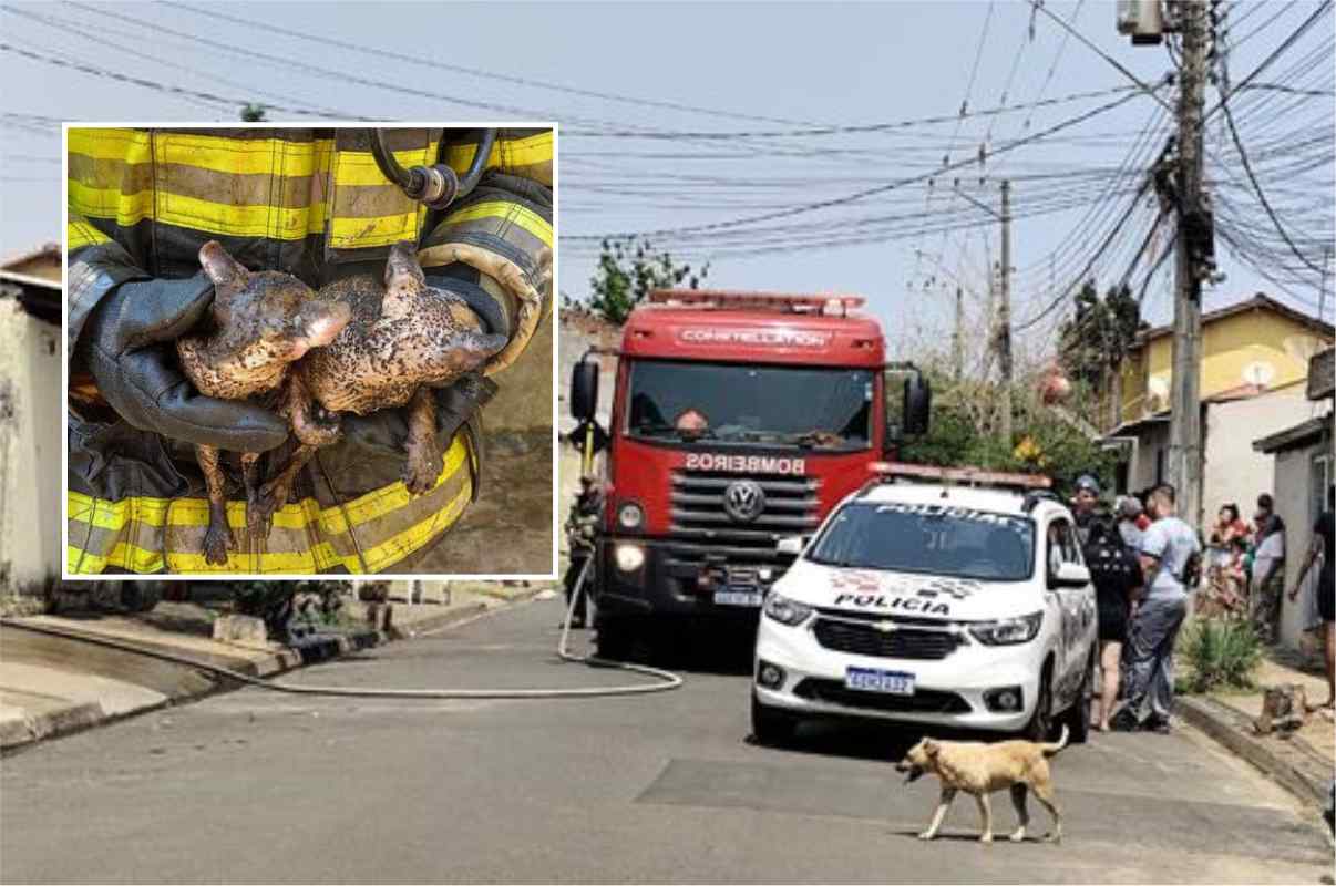 Mulher Surta E Coloca Fogo Na Própria Casa. Dois Filhotes De Gato Que Estavam No Imóvel Ficaram Que Queimaduras Graves