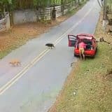 Homem É Filmado Abandonando Cachorro Em Estrada Na Cidade De Cotia