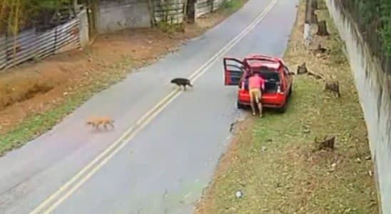 Homem É Filmado Abandonando Cachorro Em Estrada Na Cidade De Cotia