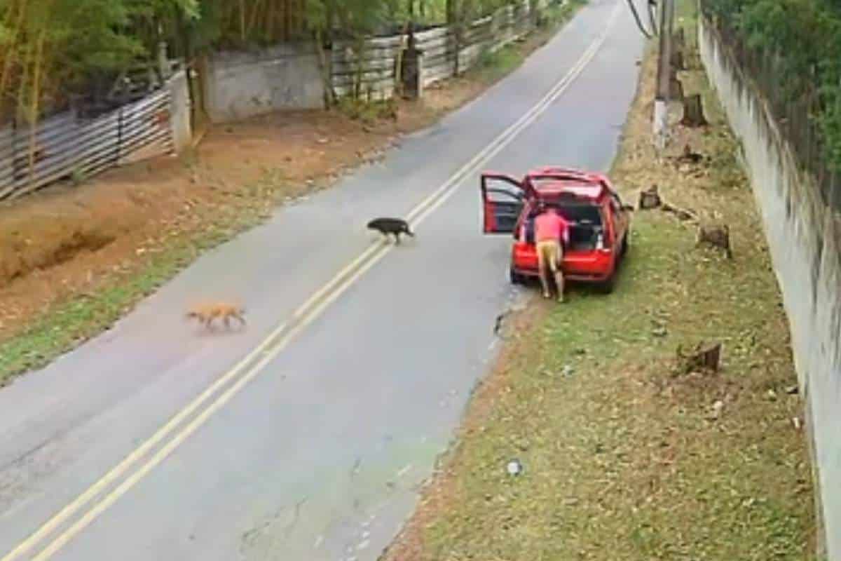 Homem É Filmado Abandonando Cachorro Em Estrada Na Cidade De Cotia