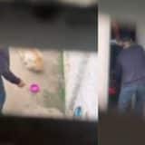 Homem É Filmado Agredindo Cachorro Com Ferramenta De Carro No Interior De São Paulo