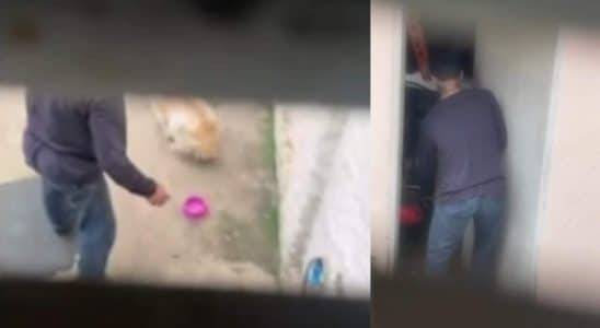 Homem É Filmado Agredindo Cachorro Com Ferramenta De Carro No Interior De São Paulo