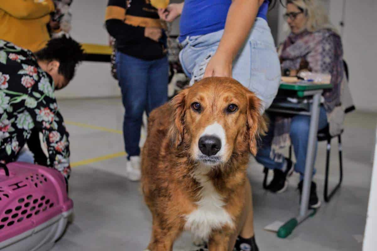 Prefeitura de Cotia promove vacinação antirrábica para cães e gatos