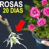 Como-Plantar-Rosa-Pelo-Galho