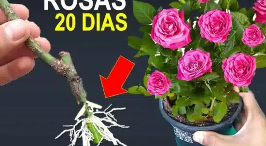 Como-Plantar-Rosa-Pelo-Galho