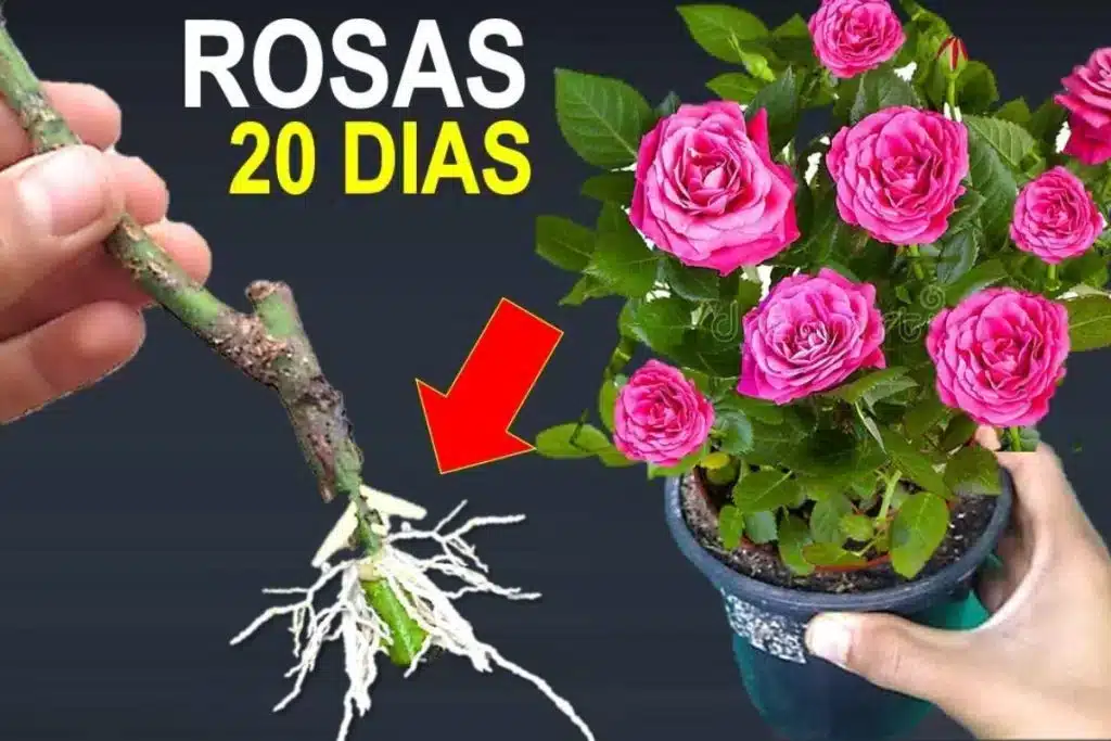 Como-Plantar-Rosa-Pelo-Galho