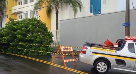 Chuva Em Noite De Domingo Causa Queda De 18 Árvores Em São Carlos