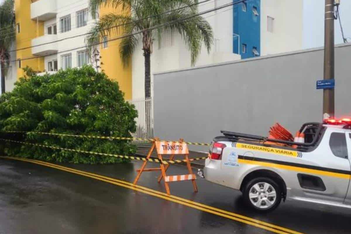 Chuva Em Noite De Domingo Causa Queda De 18 Árvores Em São Carlos