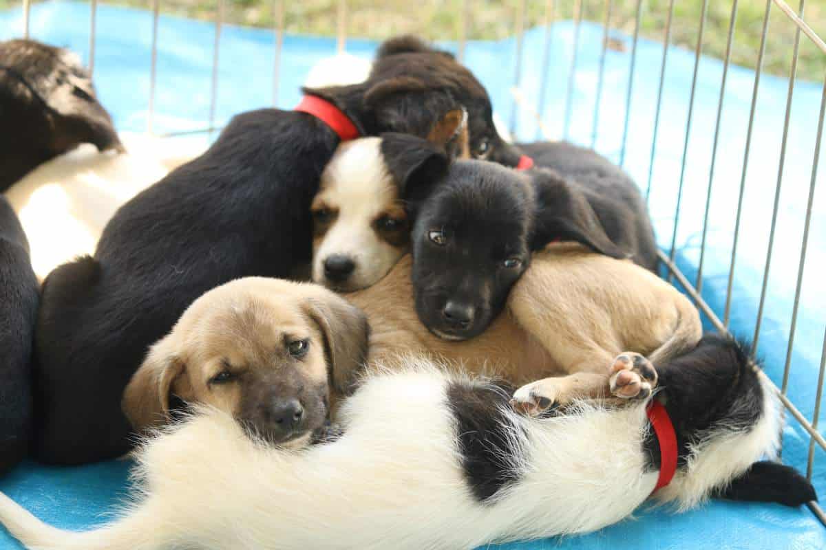 Evento beneficente de motoclube reúne moto, rock e promove adoção de animais em Mairinque