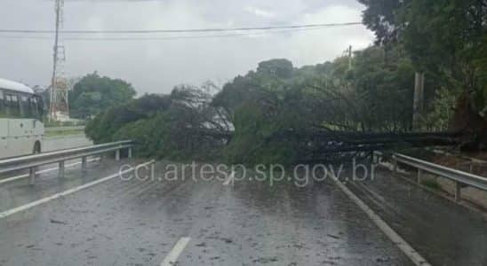 Raposo Tavares É Interdita Após Queda De Árvore No Quilômetro 57