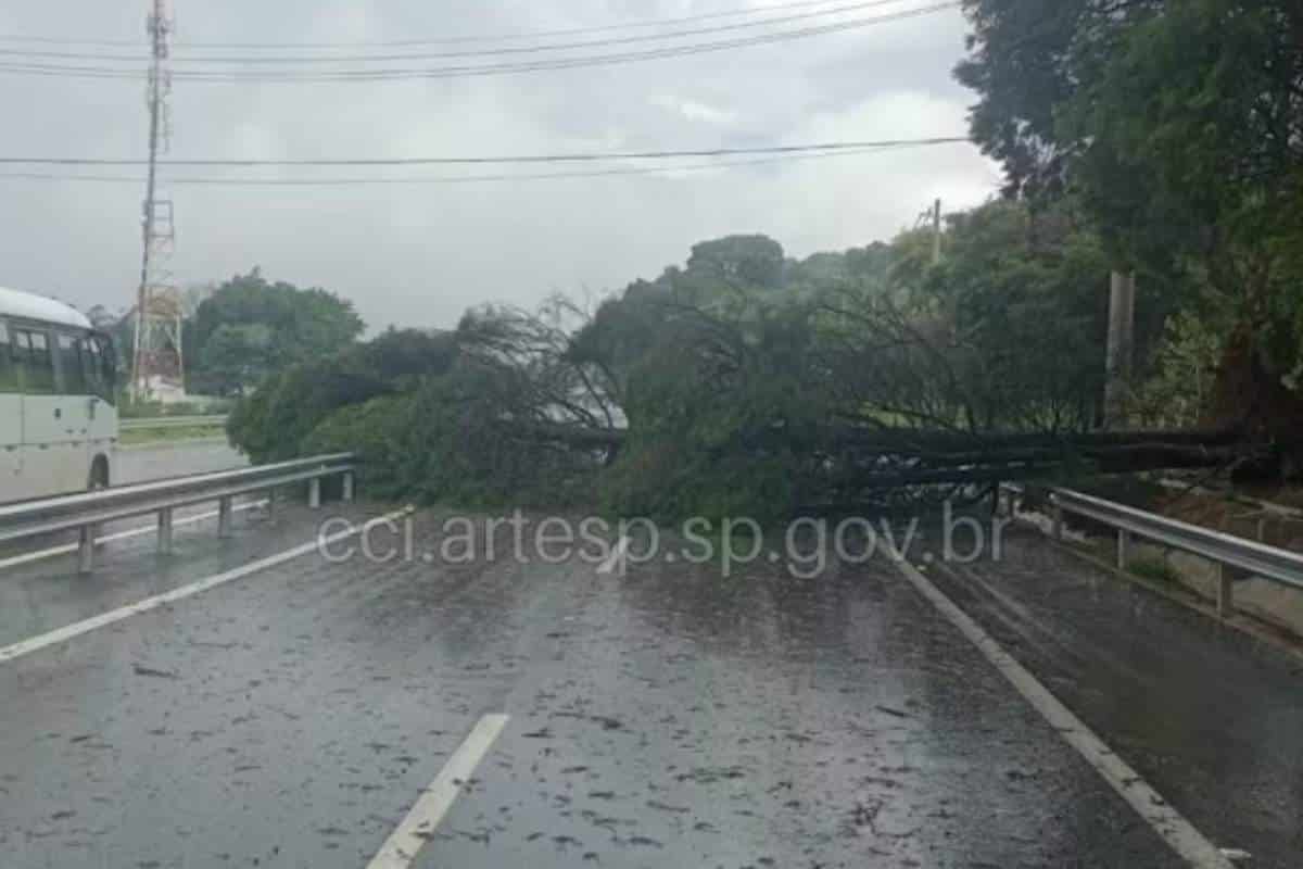 Raposo Tavares É Interdita Após Queda De Árvore No Quilômetro 57