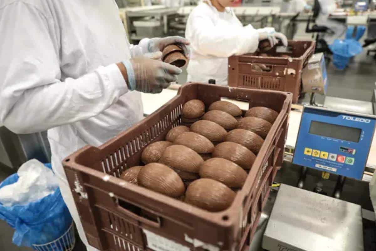 Cacau Show Inicia 2025 Com Vagas No Setor De Produção De Ovos De Páscoa Em Fábrica De Itapevi