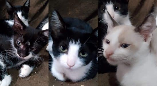 Morador De São Roque Busca Ajuda Para Adotar Filhotes De Gatos Através Da Redes Sociais