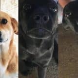 Moradora De Mairinque Pede Ajuda Para Encontrar Cachorros Que Desaparecem Em Meio A Queima De Fogos De Ano-Novo