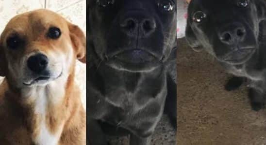 Moradora De Mairinque Pede Ajuda Para Encontrar Cachorros Que Desaparecem Em Meio A Queima De Fogos De Ano-Novo