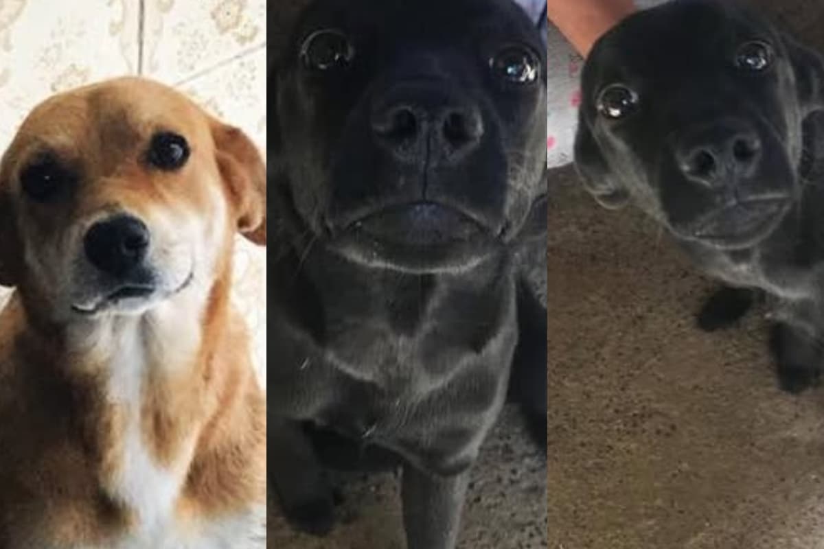 Moradora De Mairinque Pede Ajuda Para Encontrar Cachorros Que Desaparecem Em Meio A Queima De Fogos De Ano-Novo